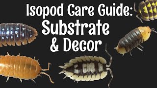 Isopod Care Guide Part 2 Substrate amp Decor [upl. by Hpsoj]