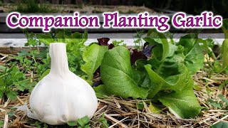 Companion Planting Garlic [upl. by Belter391]