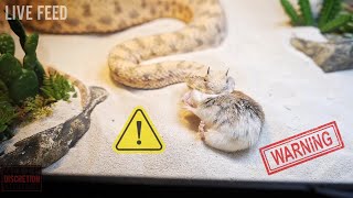 Venomous Snakes Euthanising Prey  WARNING LIVE FEED [upl. by Ailefo]