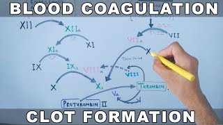 Coagulation Cascade  Intrinsic and Extrinsic Pathway [upl. by Enyrehtac]