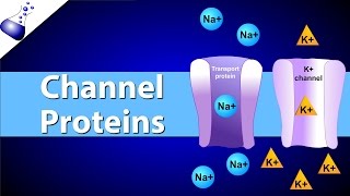 Channel Proteins [upl. by Anitac]