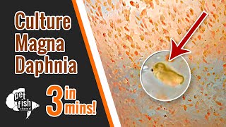 How to culture DAPHNIA MAGNA  The easy way [upl. by Akeyla]