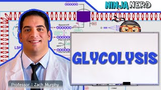 Metabolism  Glycolysis [upl. by Oliver]