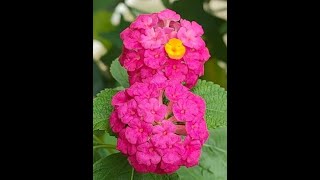 Lantana Plant Care Tutorial [upl. by Peggi]