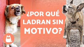 ¿Por qué los PERROS LADRAN a la NADA 🐶🗯️❗ Soluciones [upl. by Karlee]