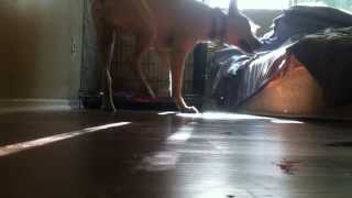 Severe Dog Separation Anxiety  Watch This Example [upl. by Nashner892]