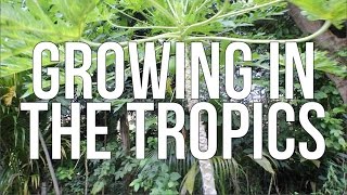 The Shocking Truth About Growing Vegetables in the Tropics What Works and What Doesnt [upl. by Boak]