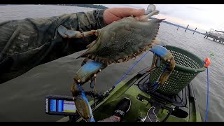 Maryland Blue Crabs  Kayak Crabbing the Chesapeake Bay How to Handline Crabs from your Kayak [upl. by Ahsenav]