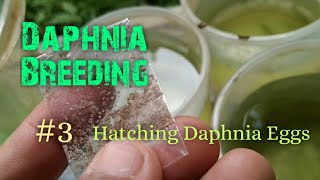 Daphnia Culture made simple and easy 3  Hatching Daphnia eggs [upl. by Lamp]