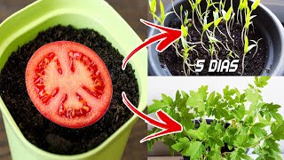 🍅🍅 Germinar tomates en 5 días en casa  Sembrar plantar y cultivar tomates [upl. by Neram]