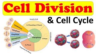 Cell biology  Cell Division  Cell Cycle  Amitosis Mitosis prophase Class 11 biology [upl. by Mich170]