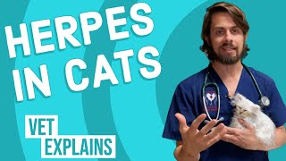 Herpes in Cats [upl. by Annay]