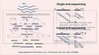 Pairedend vs singleend sequencing reads [upl. by Mosby]