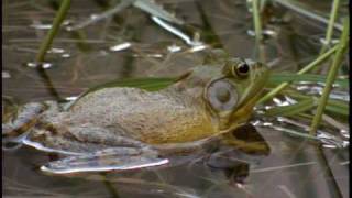 Bullfrog  National Park Animals for Kids [upl. by Pride970]