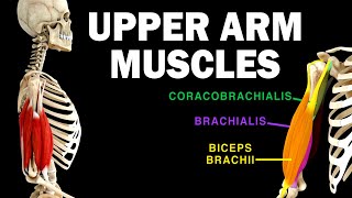 UPPER LIMB MUSCLES 36  UPPER ARM MUSCLES [upl. by Welsh]