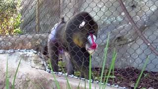 Jacksonville Zoo Mandrill [upl. by Aicineohp306]