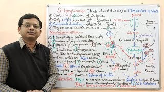 Diabetes Mellitus Part10 Mechanism of Action of Sulfonylurease  Antidiabetic Drugs  Diabetes [upl. by Eldrid]