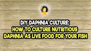 DIY Daphnia Culture How to Culture Nutritious Daphnia as Live Food for Your Fish [upl. by Mikiso760]