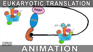 Eukaryotic Translation Animation [upl. by Anauqal580]