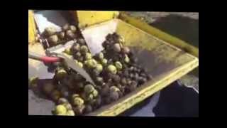 Shelling Walnuts the easy Way [upl. by Ika]