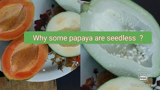 Why some Papaya or few fruits are Seedless ParthenocarpyParthenocarpic Fruits [upl. by Schilt]