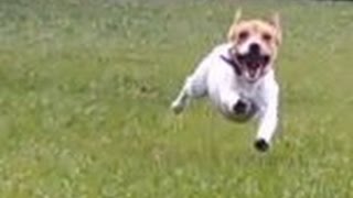 How fast can a Jack Rusell Terrier run [upl. by Einberger]