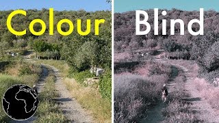 How Color Blindness Works [upl. by Jola]