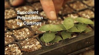 How to Propagate Stacked Crassulas [upl. by Naerda]