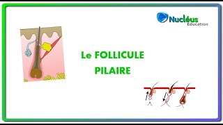 Le follicule pilaire [upl. by Akoyin]