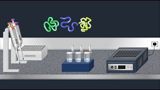 SDSPAGE Sodium Dodecyl Sulfate–PolyAcrylamide Gel Electrophoresis–Animation [upl. by Gabriell467]