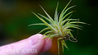 How Air Plants Grow Without Soil  The New Yorker [upl. by Elinet]