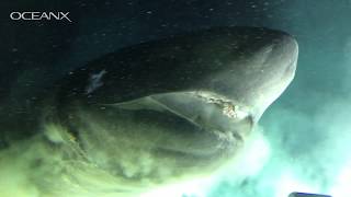 Massive DeepSea Shark Checking Out Our Submarine [upl. by Kciredorb127]