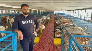 Pakistan Modern Goat Farm Alpha Livestock and GoatFarm goat goatfarming farming business farmer [upl. by Robma]