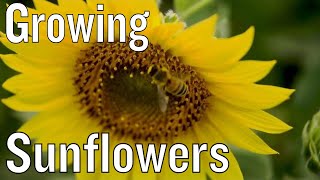 Tips for Growing Sunflowers [upl. by Arnelle]