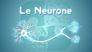 Neurolexique 1  Le Neurone [upl. by Eimma]