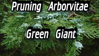 Pruning Arborvitae  Pruning Arborvitae Green Giant [upl. by Irwinn]