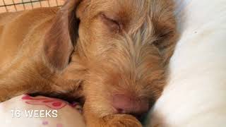 Luca Our Wirehaired Vizsla Puppy [upl. by Neysa]