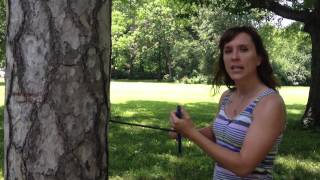 Dendrochronology How to Core a Tree [upl. by Tnahsin]