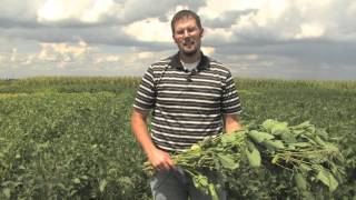 Estimating Soybean Yields  Simplified [upl. by Aninep621]