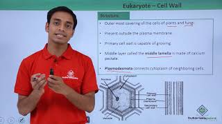 Class 11th  Eukaryotes  Cell Wall  Cell The unit of Life  Tutorials Point [upl. by Kelila]