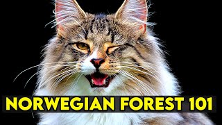 Norwegian Forest Cat 101  Learn EVERYTHING About Them [upl. by Zina]