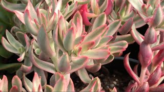 Crassula nudicualis  An Easy Care Succulent [upl. by Odlonra]