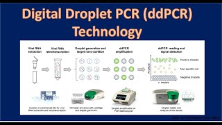 Digital Droplet PCR ddPCR Technology [upl. by Nonnair]