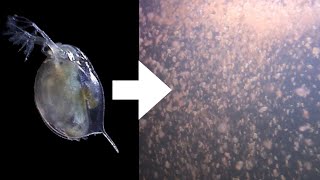 How I Culture Daphnia [upl. by Diskson]