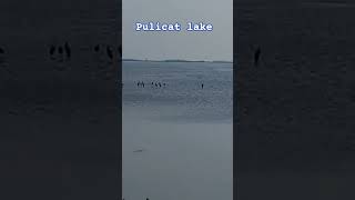 Pulicat lake [upl. by Pandora314]