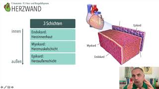 Anatomie Herzwand [upl. by Edahc840]