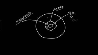 ANATOMIA DO COLO DO ÚTERO [upl. by Jolie]