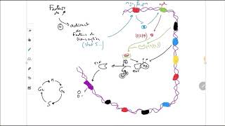 Régulation du cycle cellulaire [upl. by Ordnasela]