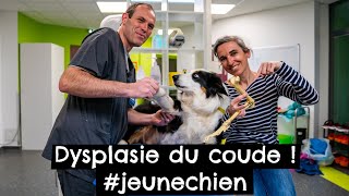 Dysplasie du coude  jeunechien [upl. by Aubine]