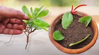 Shocking Results Propagate Plants from a Single Leaf [upl. by Ashraf337]